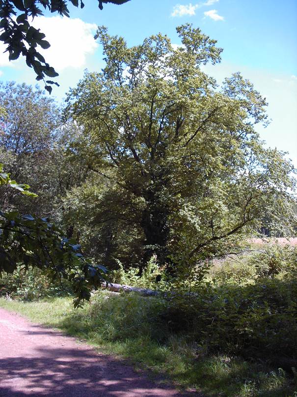 Ein Bild, das drauen, Pflanze, Himmel, Wald enthlt.

Automatisch generierte Beschreibung